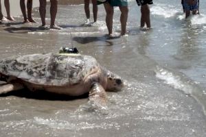 Posen en llibertat a la tortuga més gran registrada en l'ARCA de la Mar del Oceanogràfic