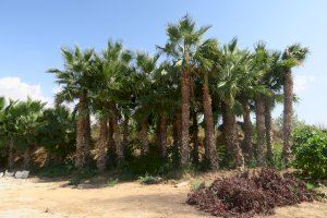 Calp invierte 65.000€ al año para el mantenimiento y poda de sus palmeras