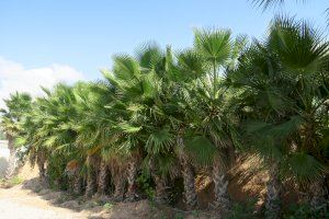 Calp invierte 65.000€ al año para el mantenimiento y poda de sus palmeras - (foto 2) Calp invierte 65.000€ al año para el mantenimiento y poda de sus palmeras - (foto 2)