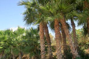 Calp invierte 65.000€ al año para el mantenimiento y poda de sus palmeras - (foto 3) Calp invierte 65.000€ al año para el mantenimiento y poda de sus palmeras - (foto 3)