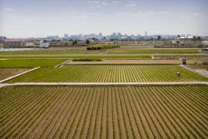 Valencia arranca la desratización de la zona de huerta y marjal