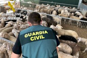 Desmantelado un grupo criminal por robar más de 270 animales de ganado en Valencia durante el confinamiento Desmantelado un grupo criminal por robar más de 270 animales de ganado en Valencia durante el confinamiento