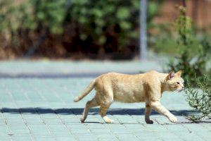 El Partido Popular presenta alegaciones a la ordenanza municipal del bienestar de los animales de compañía