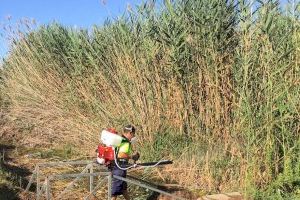 L'Ajuntament de Peníscola reforça les tasques per a combatre la proliferació de mosquit i sol·licita a les administracions superiors que assumisquen les seues competències en matèria de control de plagues