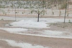 Pèrdues milionàries en els camps d'Utiel-Requena per la pitjor tempesta de pedra en 30 anys