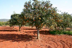 Lucha biológica contra la plaga del Cotonet que afecta a los cítricos valencianos