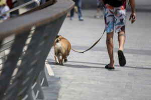 Estas son las localidades valencianas con más perros por habitante