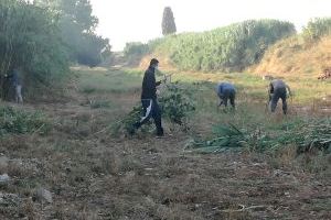 Nules inicia los trabajos del paro agrícola