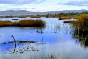 La Universitat de València investigará el potencial de los humedales como sumidero de carbono