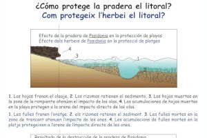 L'Ajuntament de Teulada Moraira pren mesures per a protegir de l'erosió la platja de Platgetes