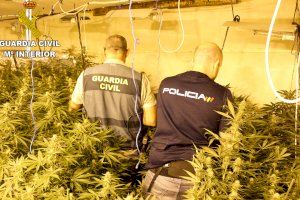 Desmanteladas varias macro-plantaciones de marihuana en Alberic, Alzira, Benimuslen y Canals