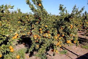 LA UNIÓ de Llauradors demana al Ministeri d'Agricultura reformar realment la PAC tenint en compte als professionals i les externalitats positives del sector