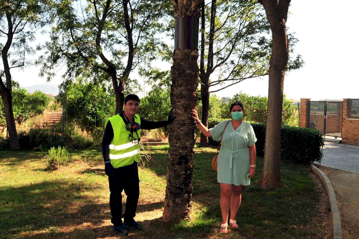 Museros apuesta por tratamientos en las palmeras para controlar los roedores en la localidad