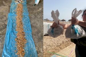 Recogen más de 11.500 colillas en una sola mañana en la playa del Cabanyal