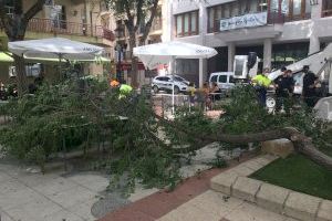 El Ayuntamiento pedirá un estudio técnico sobre los árboles de la plaça de Baix tras desplomarse una rama de grandes dimensiones