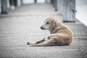 Las protectoras alertan: el 2020 podría ser un año especialmente dramático para el abandono animal