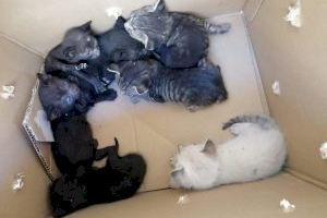 Denuncian el abandono de varios cachorros de gato en Castellón