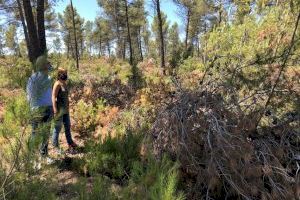 Elisa Díaz denuncia el grave riesgo de incendio y de propagación de plagas del monte de Benagéber, abandonado desde el temporal de viento y nieve de 2017