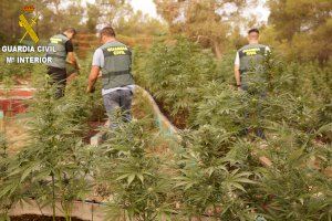 La Guardia Civil desmantela un cultivo de marihuana con mas de 800 plantas en una zona forestal de Chella