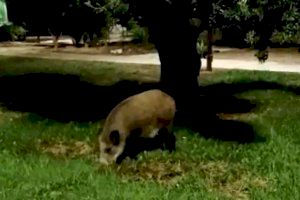 Un senglar en un parc del nucli urbà de Gandia