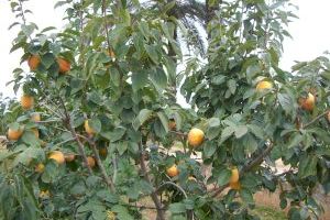 Els agricultors valencians es cobreixen l'esquena: descendeixen un 30% la producció de caqui