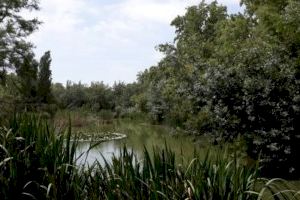 Ribó: "L'augment de les aportacions d'aigua del Xúquer a l'Albufera són la via fonamental per a la supervivència del parc natural"