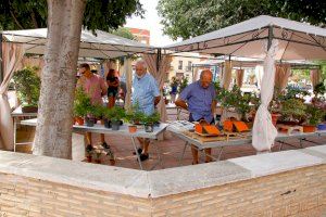 Paciència infinita i molt d'afecte: Les claus de l'art bonsai a Puçol