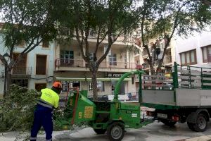 El Ayuntamiento de Petrer decide llevar a cabo una poda severa de los olmos de la plaça de Baix para garantizar la seguridad