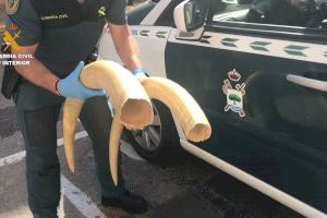 La Guardia Civil incauta tres colmillos de elefante en Valencia