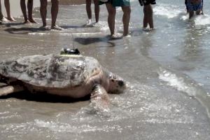 De Oropesa a Grecia, la bonita historia de Colomera tras curarse en el Oceanogràfic