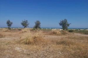Denuncian abandono y falta de limpieza en el entorno de la playa de la Malvarrosa de Burriana - (foto 3) Denuncian abandono y falta de limpieza en el entorno de la playa de la Malvarrosa de Burriana - (foto 3)