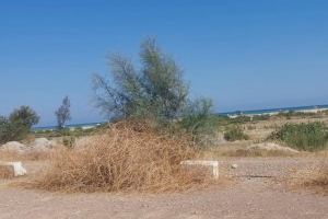 Denuncian abandono y falta de limpieza en el entorno de la playa de la Malvarrosa de Burriana - (foto 2) Denuncian abandono y falta de limpieza en el entorno de la playa de la Malvarrosa de Burriana - (foto 2)