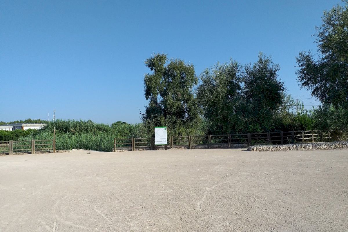 Comença la neteja de canyes al riu Xúquer al seu pas per Alzira