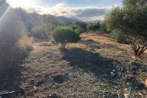 Les Brigades Forestals inicien accions de prevenció contra els incendis en zones pròximes a urbanitzacions de Betxí