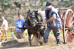 El XVI Campeonato de Tiro y Arrastre tendrá que esperar