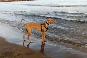 La protectoras de animales de Castellón de la Plana exigen el Sacrificio Cero al Ayuntamiento