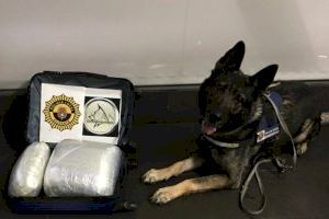 La Unidad Canina de la Policía Local de Alicante detiene en la estación de autobuses a una persona que transportaba 5.3 kilos de marihuana ocultos en su maleta