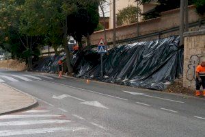 El Departamento de Medio Ambiente de Alcoy realiza pruebas para acabar con el ailanto sin utilizar herbicidas