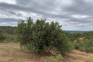 Les Coves de Vinromà pone en marcha un servicio de ojeadores para dar apoyo al Equipo ROCA en la prevención de robos en el campo