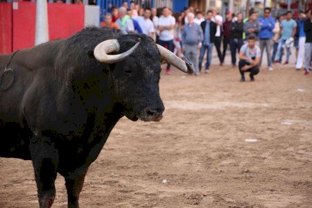 Vila-real acogerá un recinto para actos taurinos en apoyo al sector y defensa de la tradición del ‘bou al carrer’