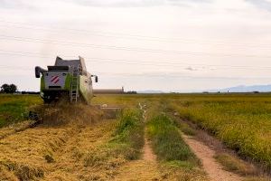 Alfafar inicia la campaña de recogida de arroz