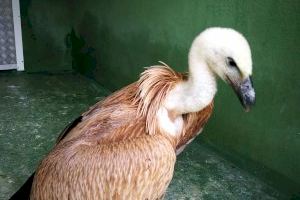 El Servicio de Protección y Recogida de Animales rescata a un buitre leonado de una azotea de Calp