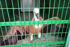 El Servicio de Protección y Recogida de Animales rescata a un buitre leonado de una azotea de Calp - (foto 2)