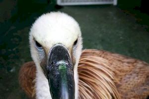 El Servicio de Protección y Recogida de Animales rescata a un buitre leonado de una azotea de Calp - (foto 3)