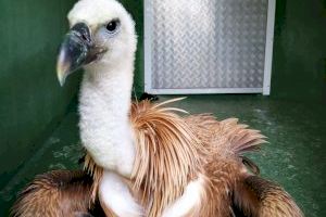 El Servicio de Protección y Recogida de Animales rescata a un buitre leonado de una azotea de Calp - (foto 4)
