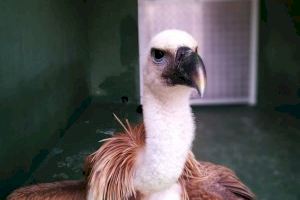 El Servicio de Protección y Recogida de Animales rescata a un buitre leonado de una azotea de Calp - (foto 5)