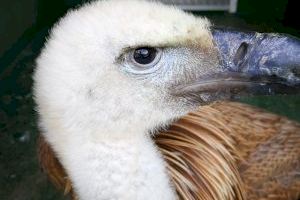 El Servicio de Protección y Recogida de Animales rescata a un buitre leonado de una azotea de Calp - (foto 6)