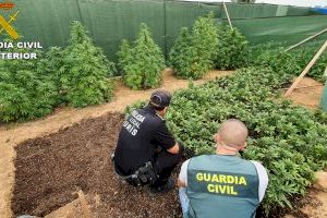 La Guardia Civil detiene a dos personas responsables de una plantación exterior de cannabis de más de 300 plantas en la localidad de Turís