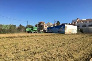 Primera siega en la trilladora del Tocaio de los 3.200 kilos de arroz cultivado de forma manual y tradicional