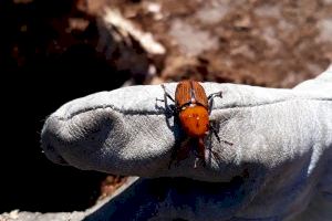 El Ayuntamiento de Alaquàs realiza tratamientos fitosanitarios para la prevención del picudo rojo en palmeras y de la procesionaria en pinos